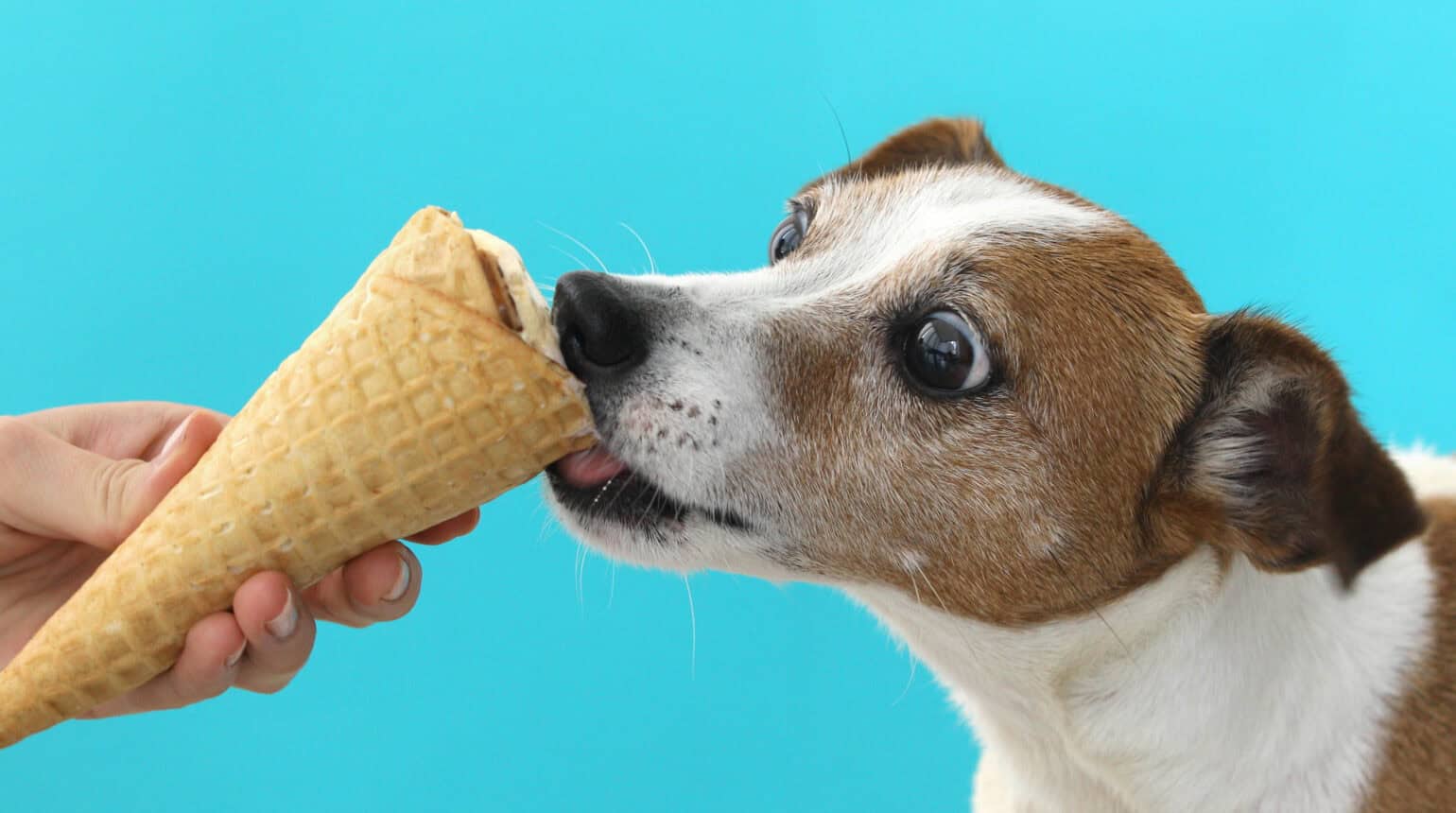 Hundeeis selber machen: Ein Jack Russell leckt genüsslich an einem Hörnchen mit selbstgemachtem Hundeeis, das von einer Hand gehalten wird