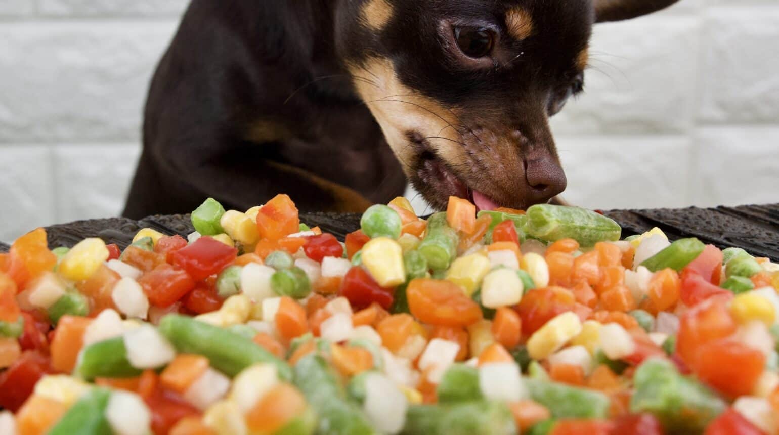 Kochen für Hunde – 7 Rezepte für Pfotenfreude
